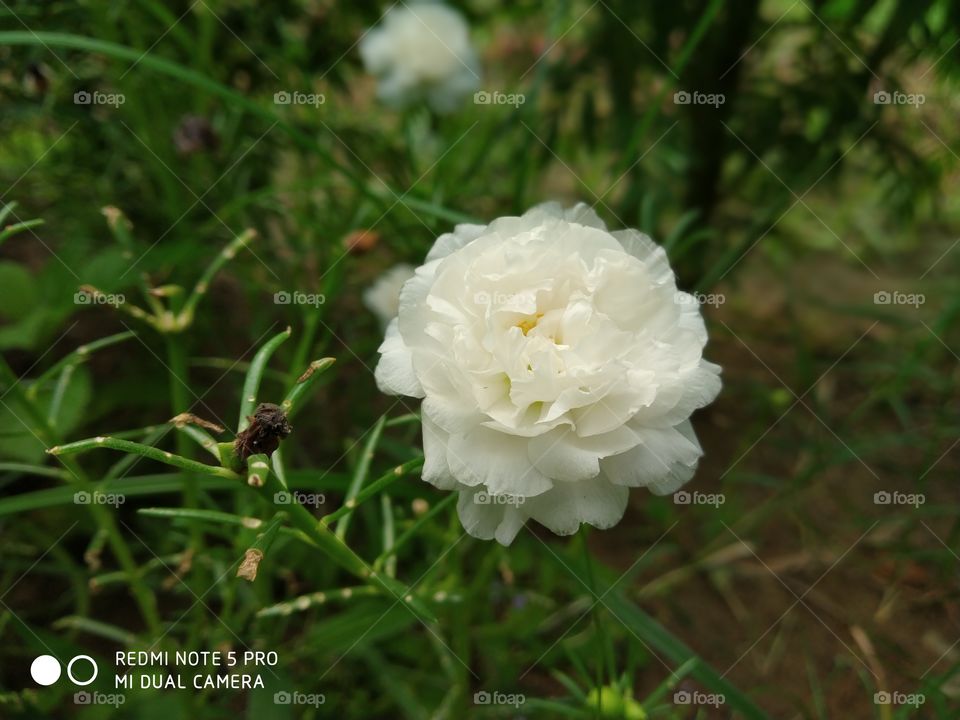 Hybrid white flower