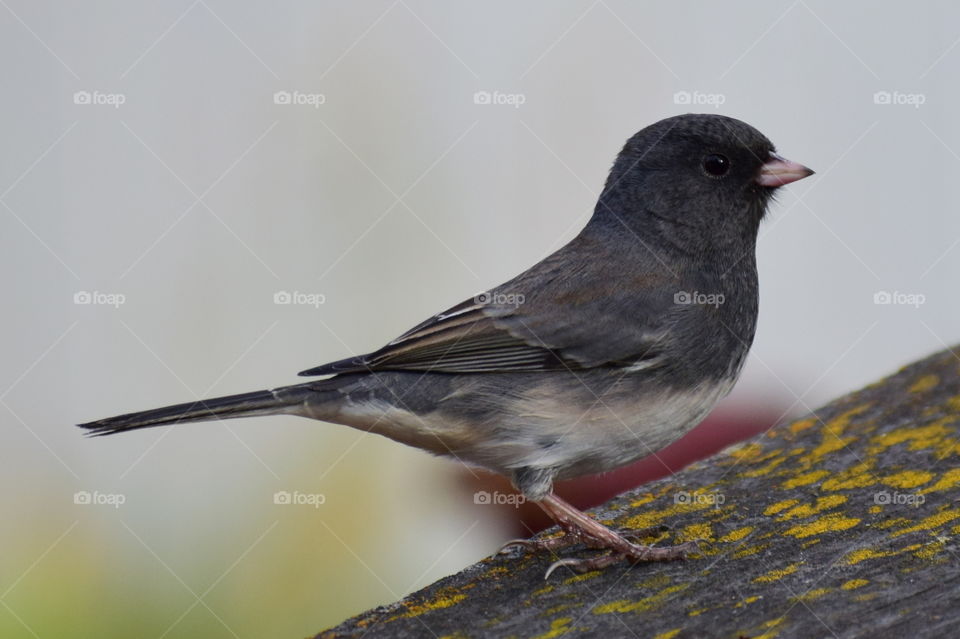 junco