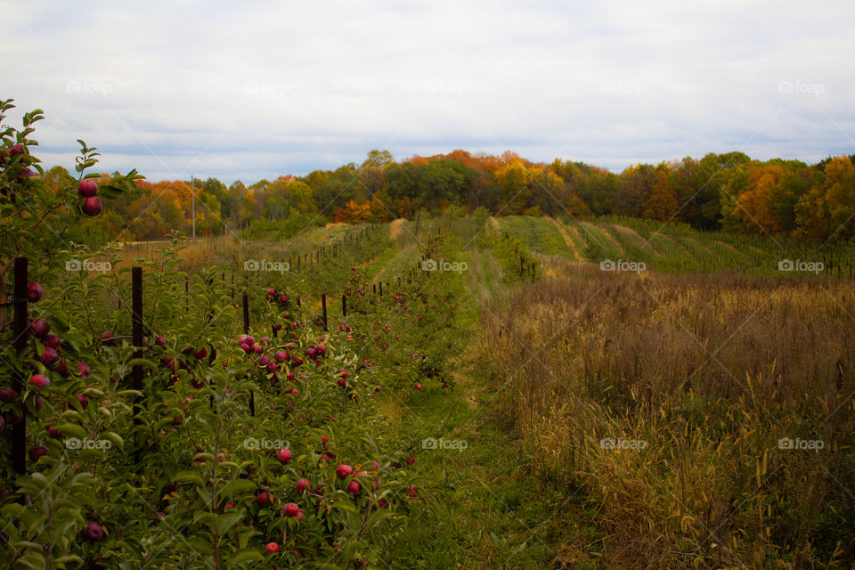 Apple Orchard