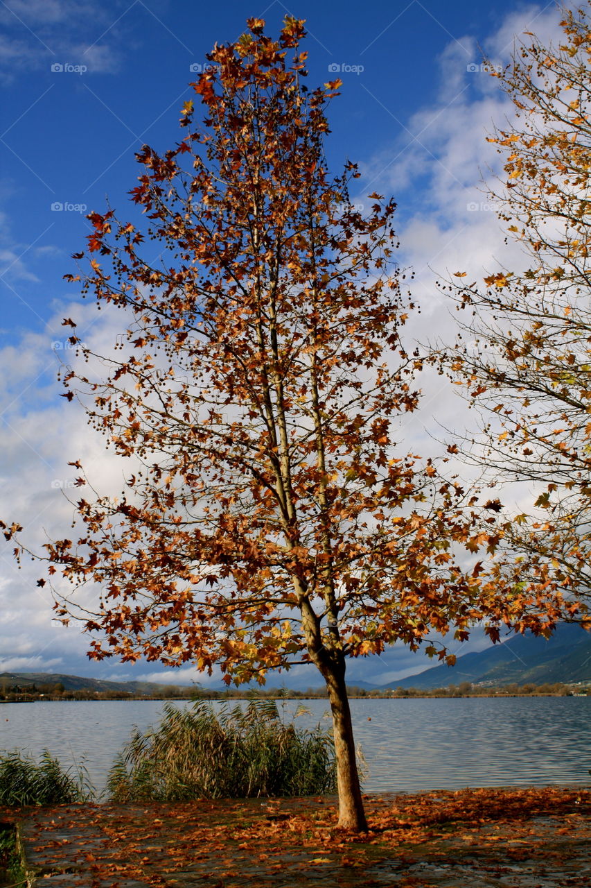 Tree leaves during Autumn season