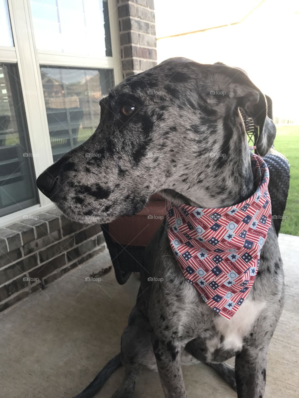 Patriotic Pooch