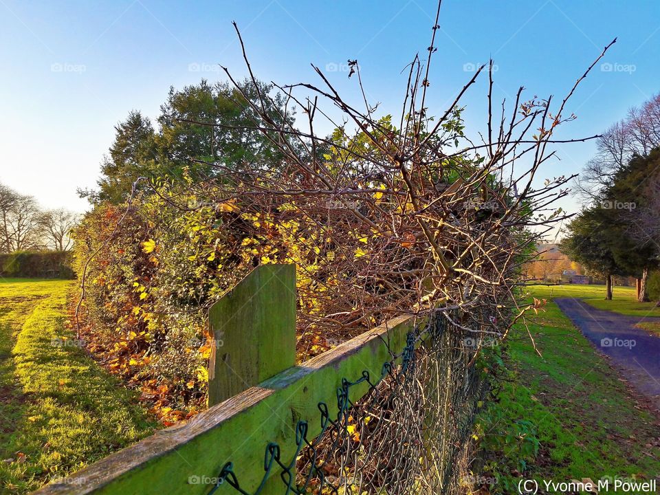 Country hedge