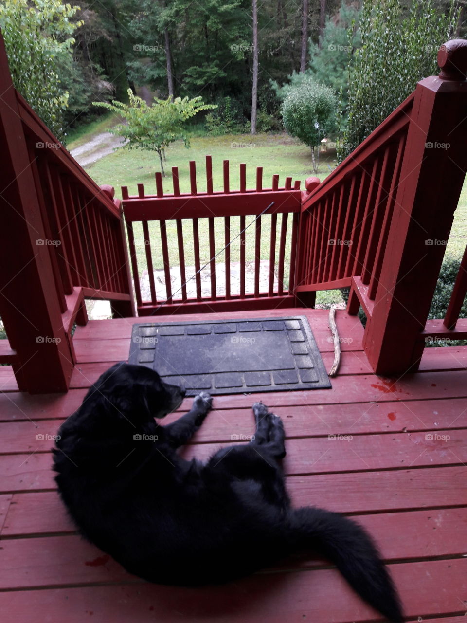 dog front country porch old girl good ole girl loves nature