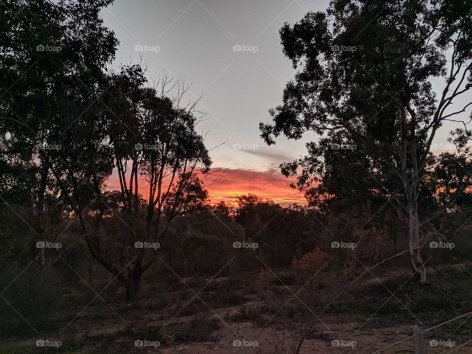 Vibrant setting sun through through trees