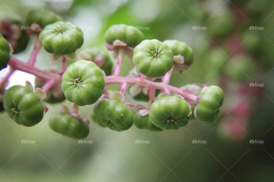 Green plant pink pretty Tiny bloom blossom blossoming