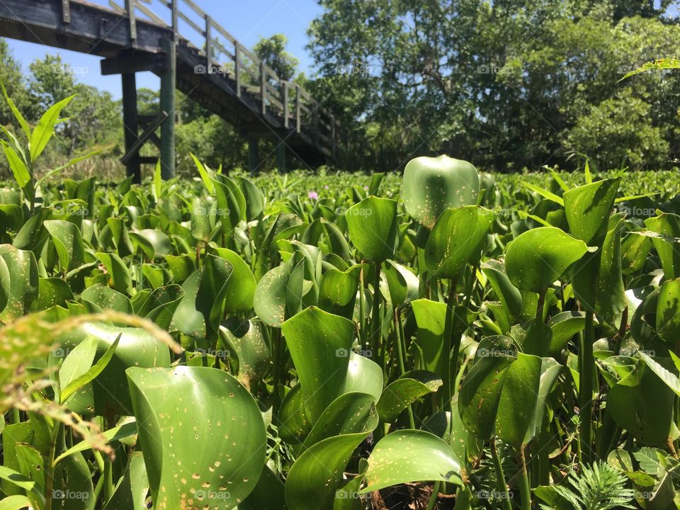 Hiking in the Bayou of New Orleans 