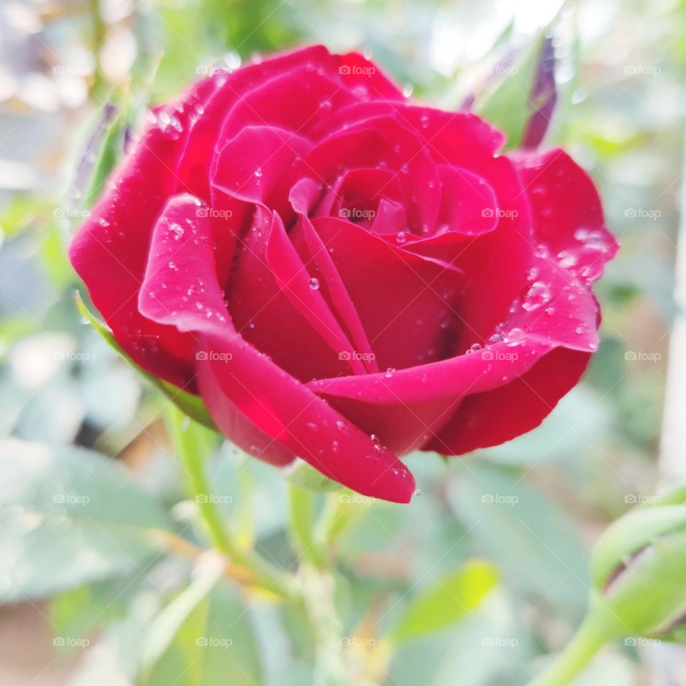 red rose