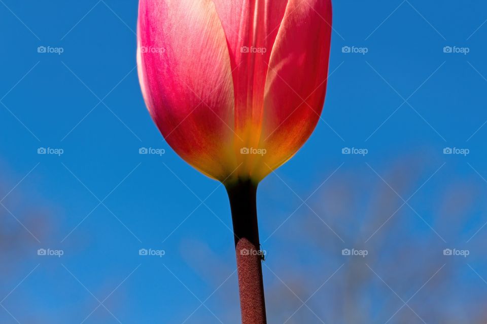 red tulip against sky