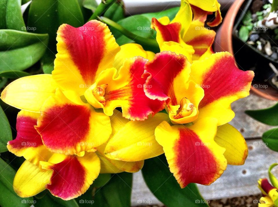 Yellow Red Orchids