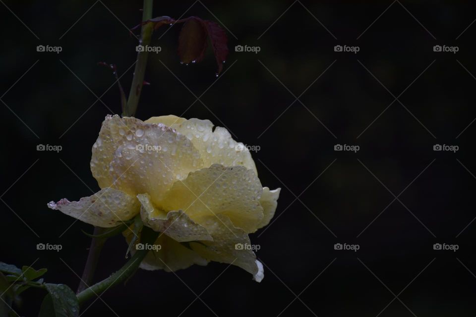 rainy rose