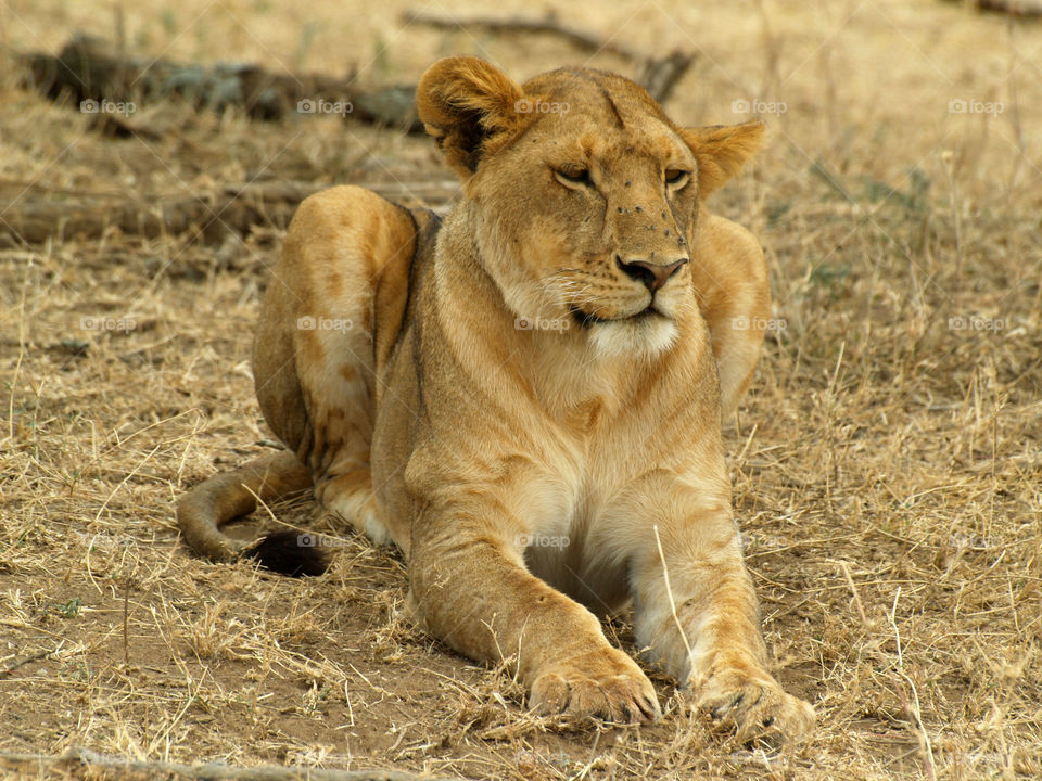 Lion Tanzania 