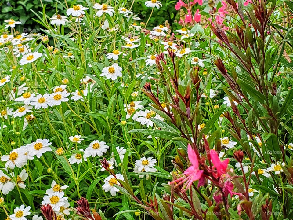 Mixture of colorful flowers in a flower garden including blackfoot daisy,  pink Gaura, and pink salvia.