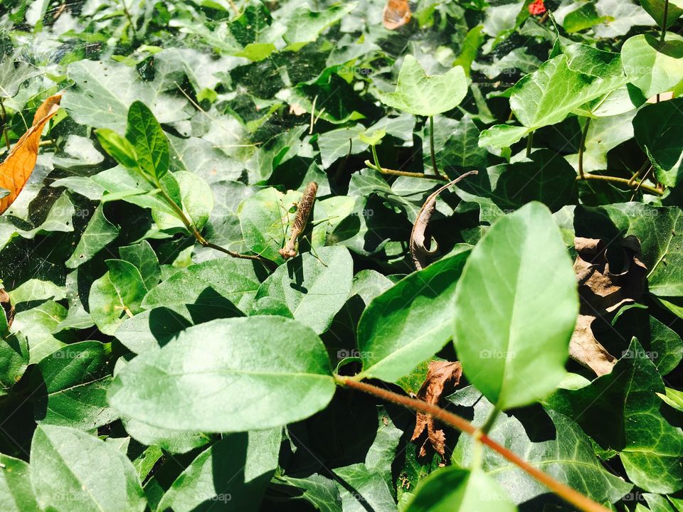 Praying Mantis on a leaf.