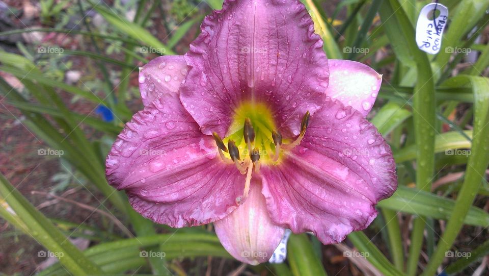 Blooming in the rain