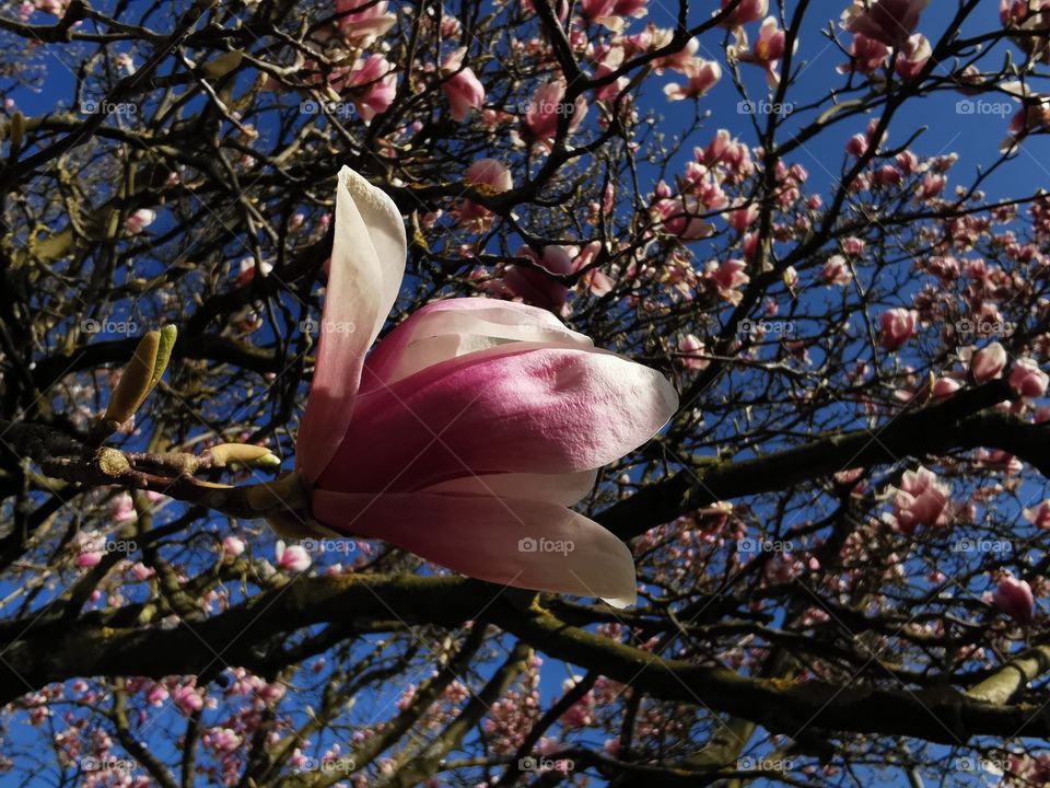 Magnolia blossom