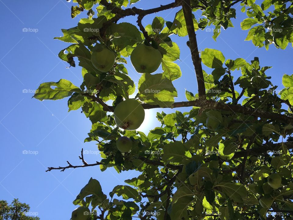 Apple on a tree