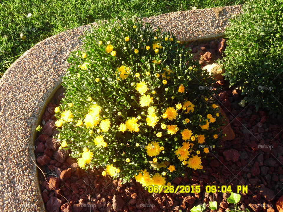 mother's mum's. This is a picture of a beautiful flower planted when we moved to Graham Texas