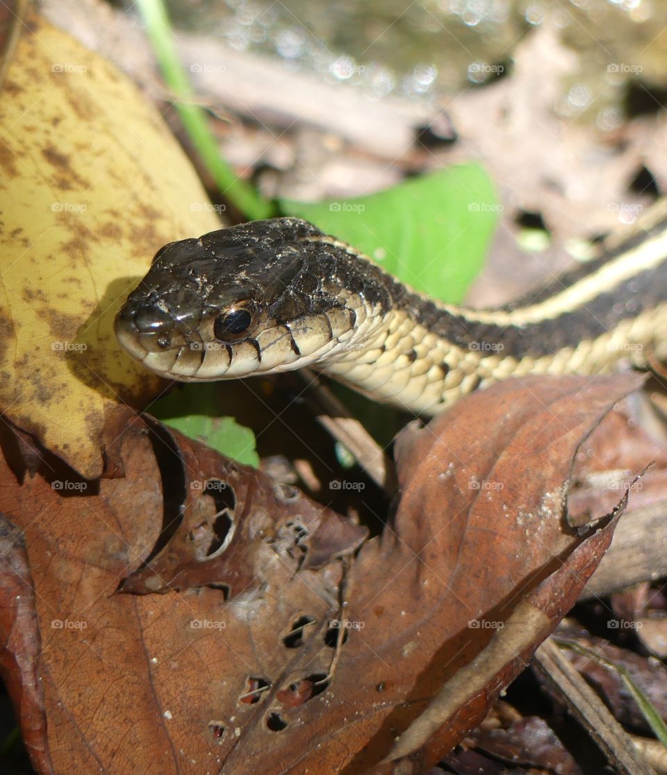 My favorite moment! A garter snake raises its head as he slithers along the ground searching for food.Garter snake is a common name for the generally harmless, small to medium-sized snakes belonging to the Thamnophis.