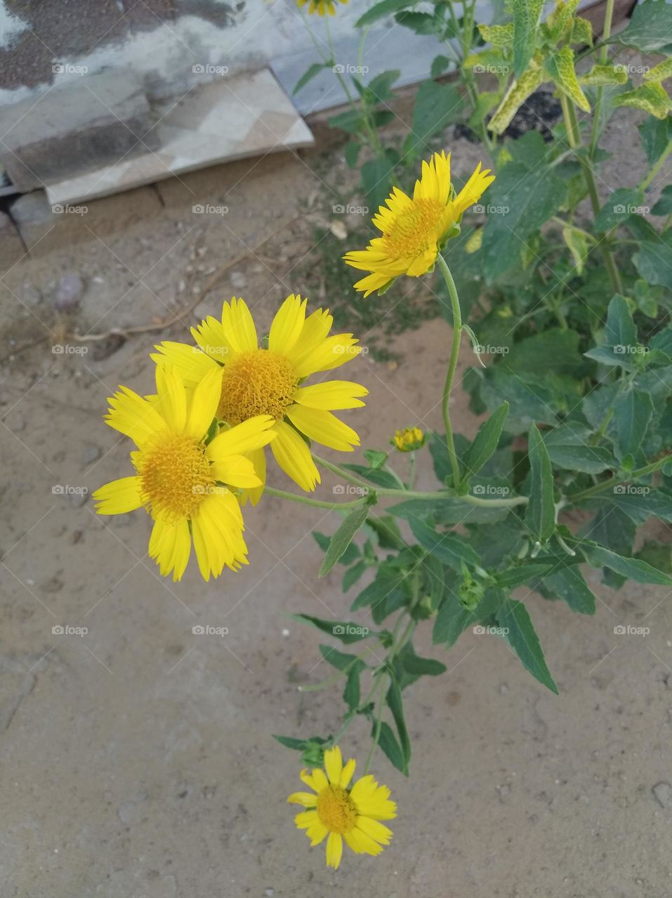 sunflower yellow fresh seasonal looking very beautiful generally found everywhere