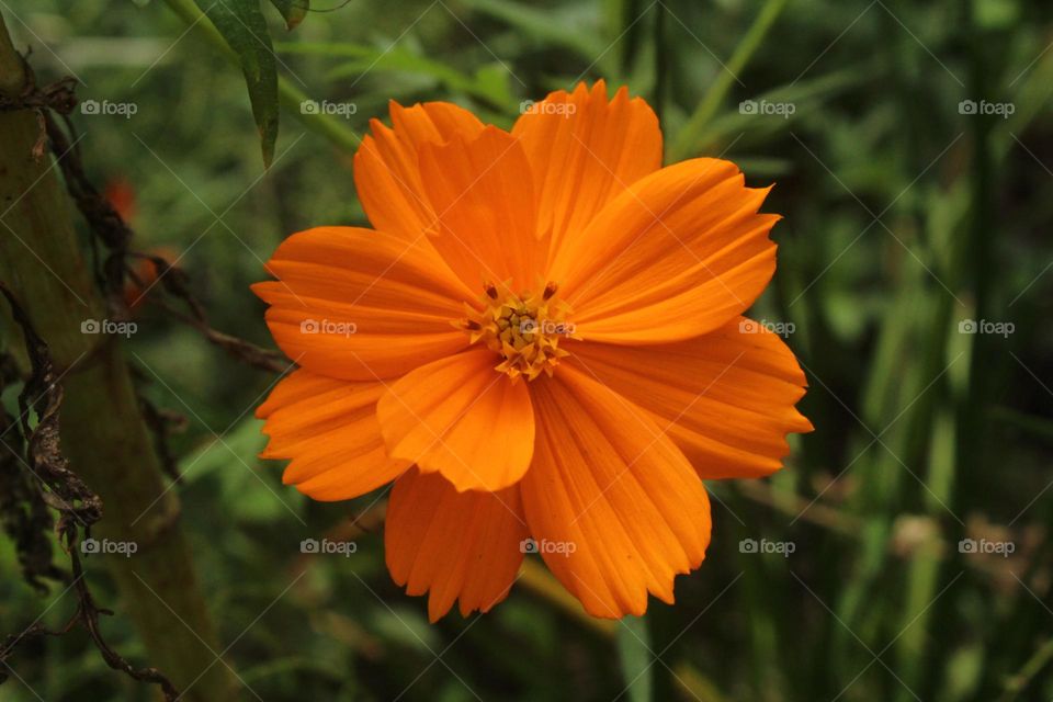 oren flower are blooming