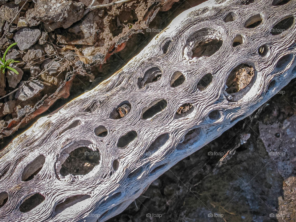 the power of screaming fibers