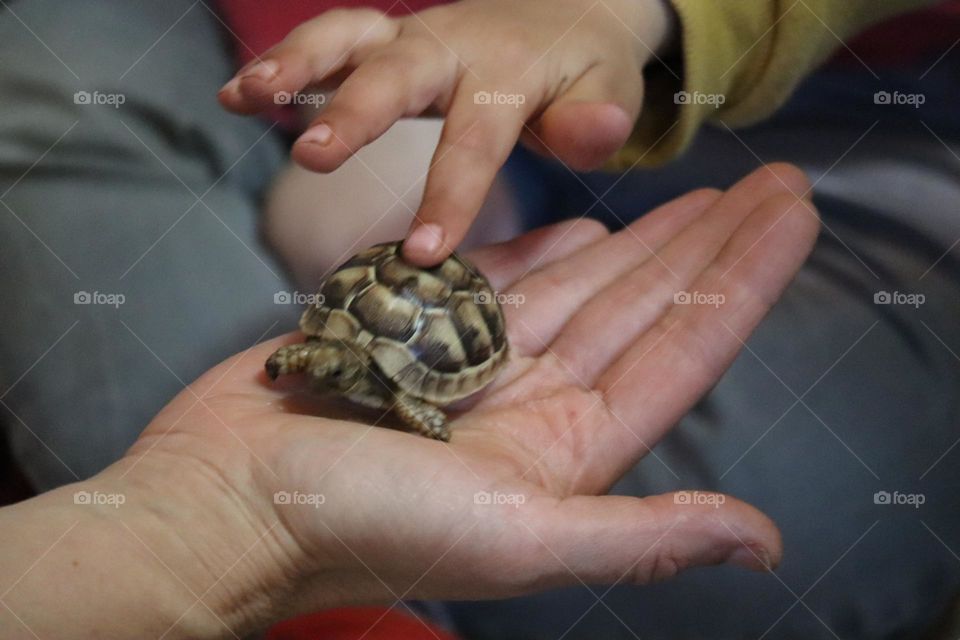 Kid patting baby turtle 