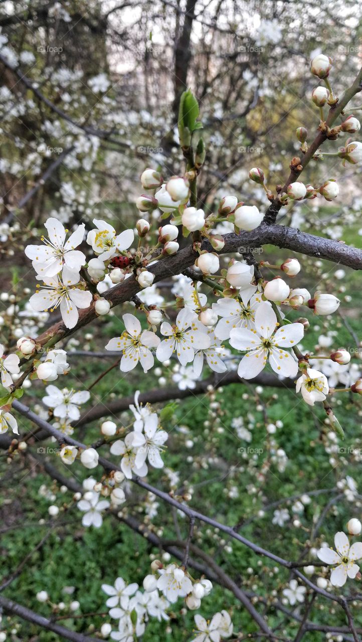 Tree, Branch, Flower, Nature, Flora