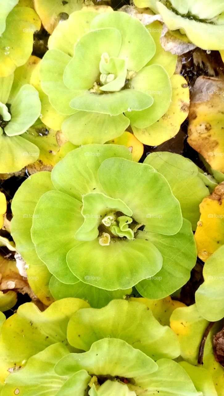 Water flowers it's a water rose flower it's a big and grow in water only dark and light green colour looks so nice
