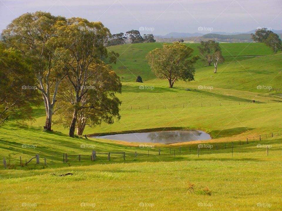 Birdwood environs. Tranquil dam and countryside with gumtrees
