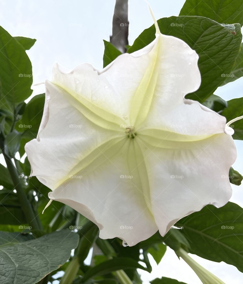 Trumpet Flower 