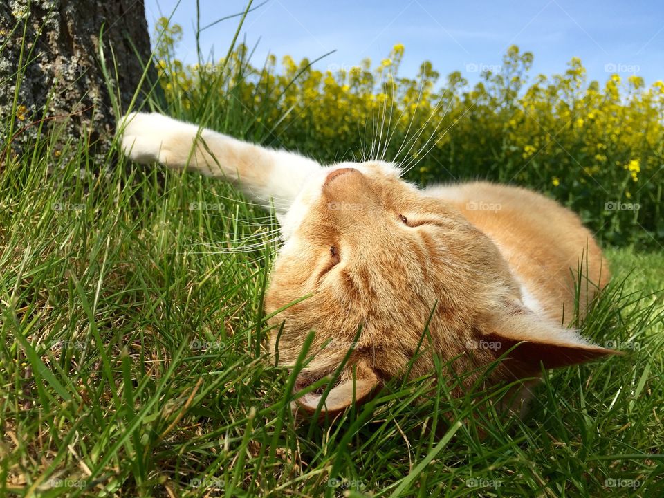 Cat lying on grass