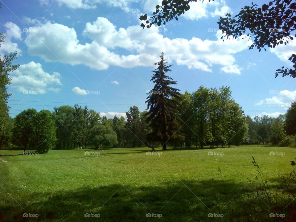 Landscape, Tree, Grass, Nature, Hayfield