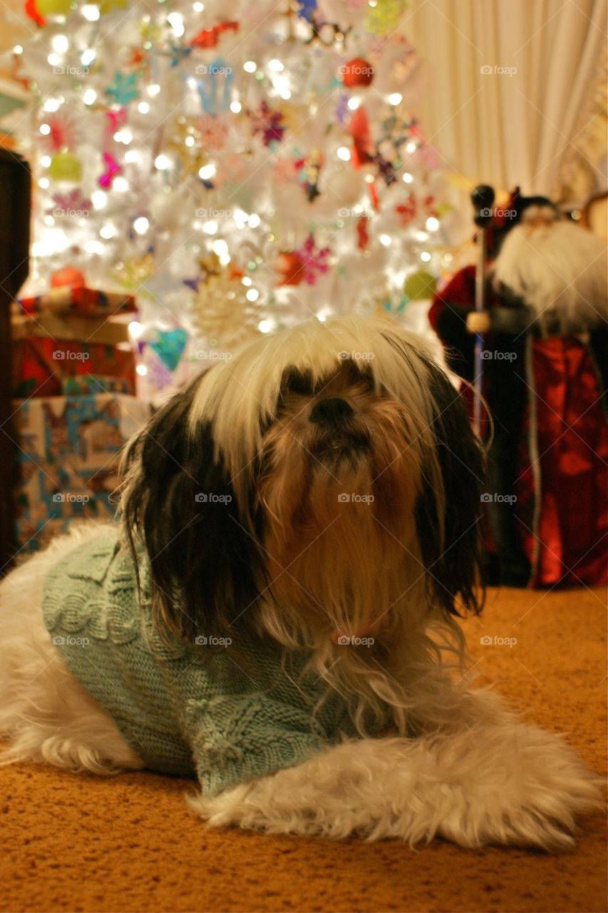 Giz in front of the tree 