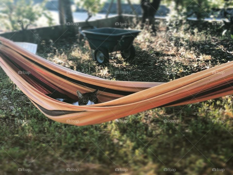 A cat peeks out from a hammock she is relaxing in