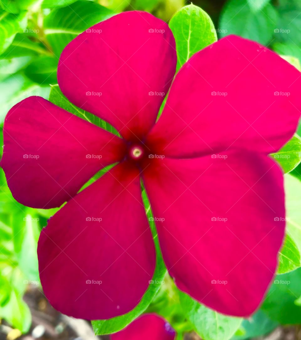 Pink flower