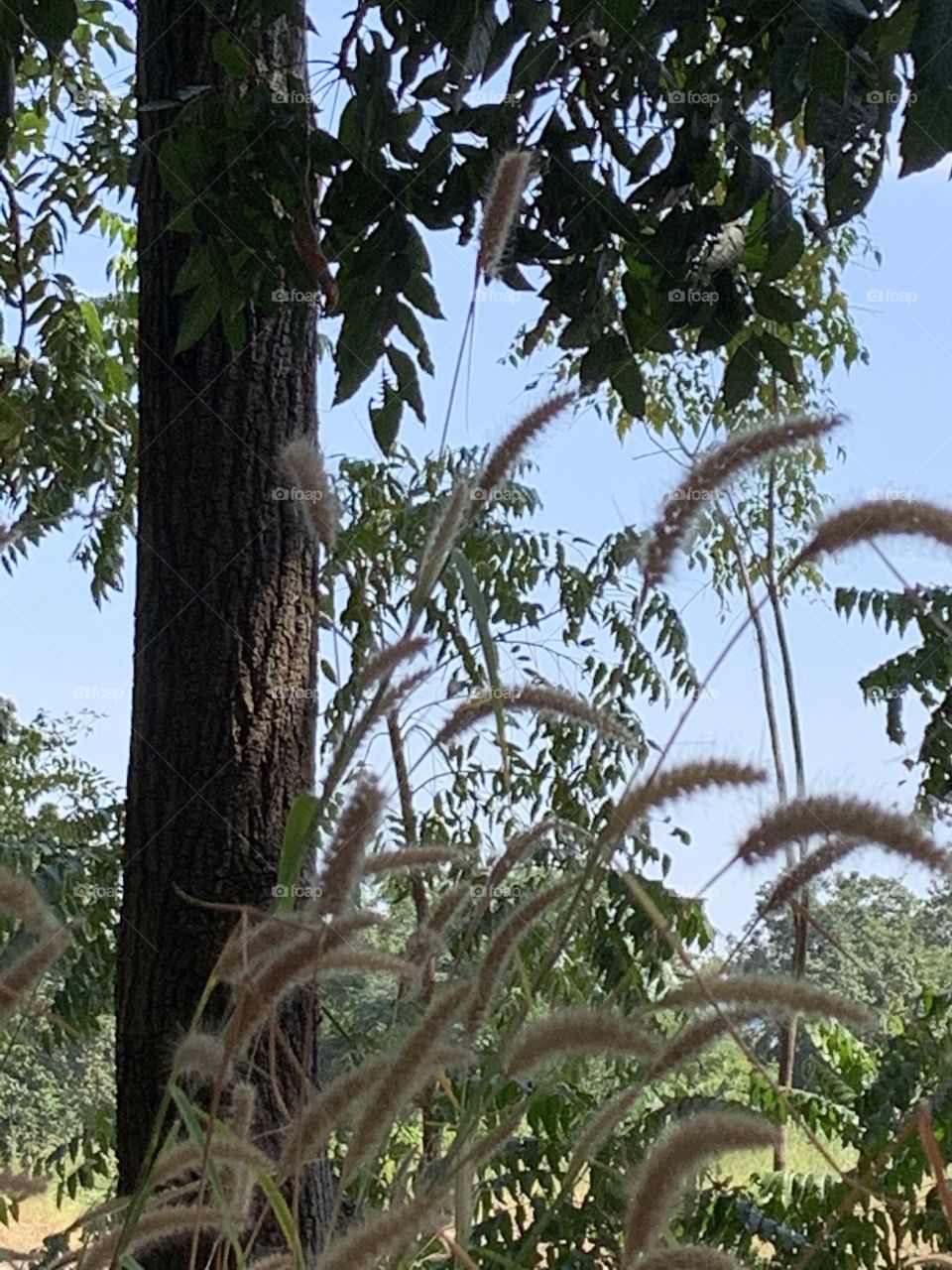 Best of 2021 : nature ( Countryside, Thailand)