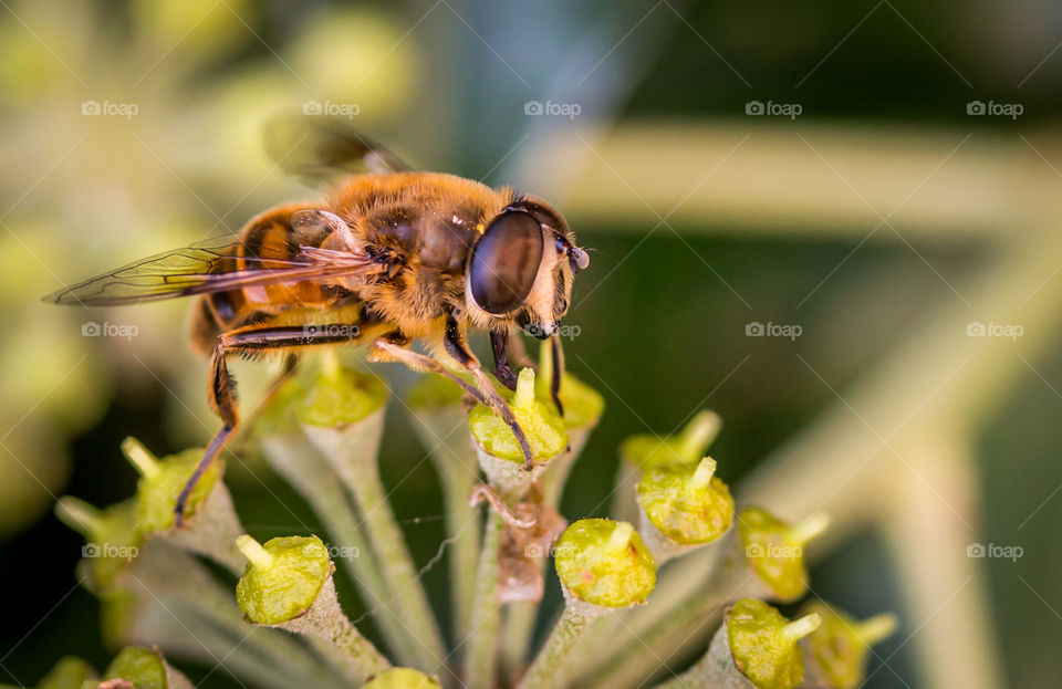 Close-up of a bee on flower