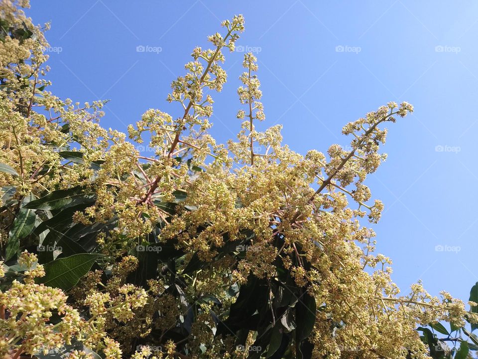 Mangifera indica (mango)