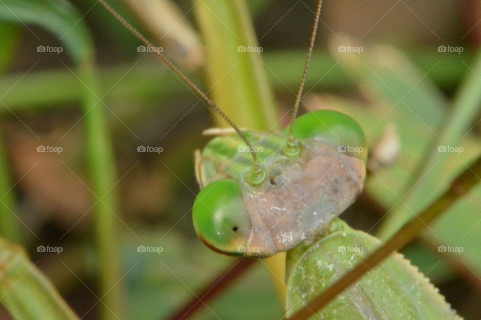 Praying Mantis head shot