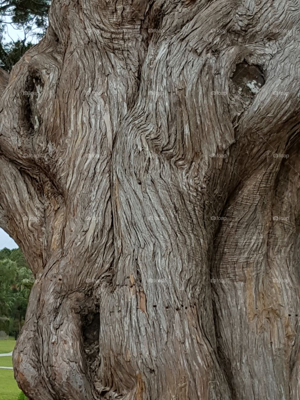 Cypress tree bark
