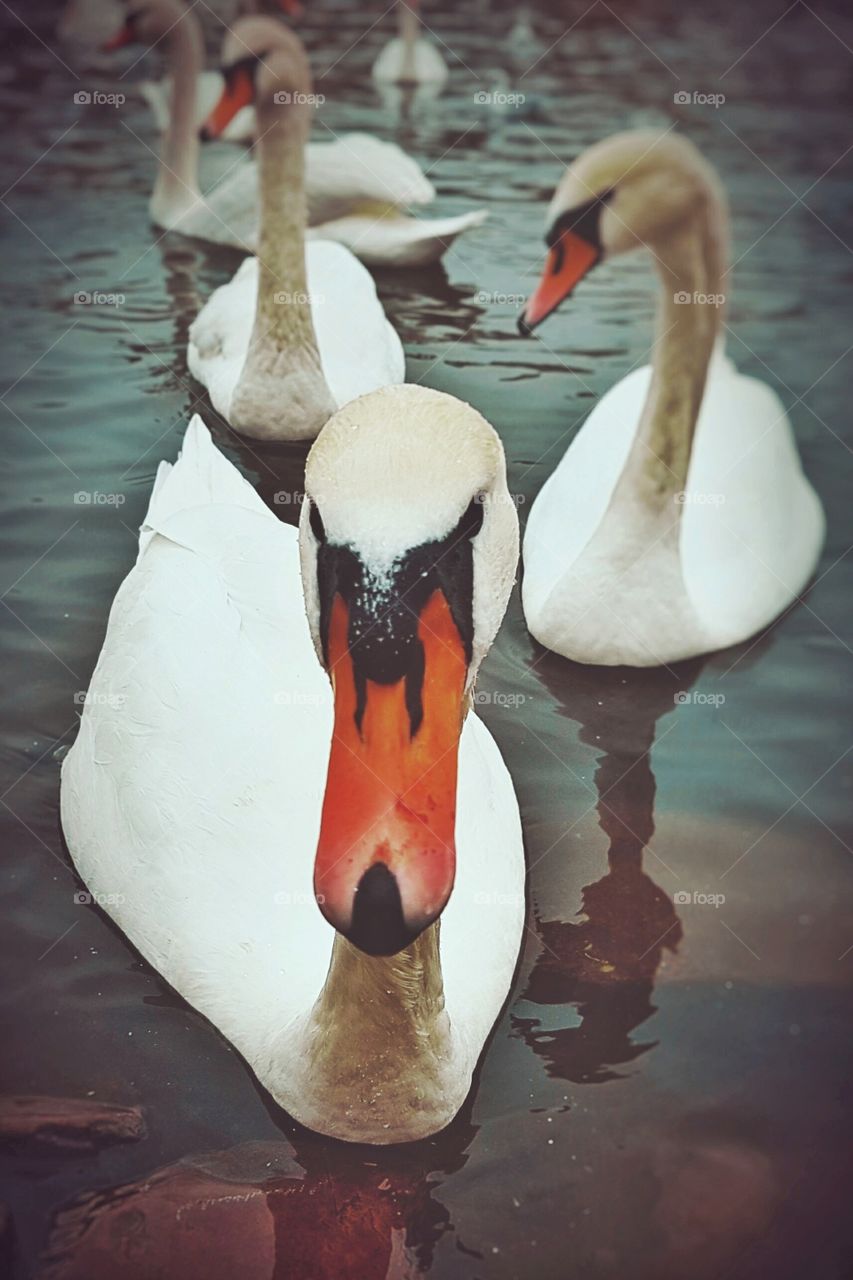 swans