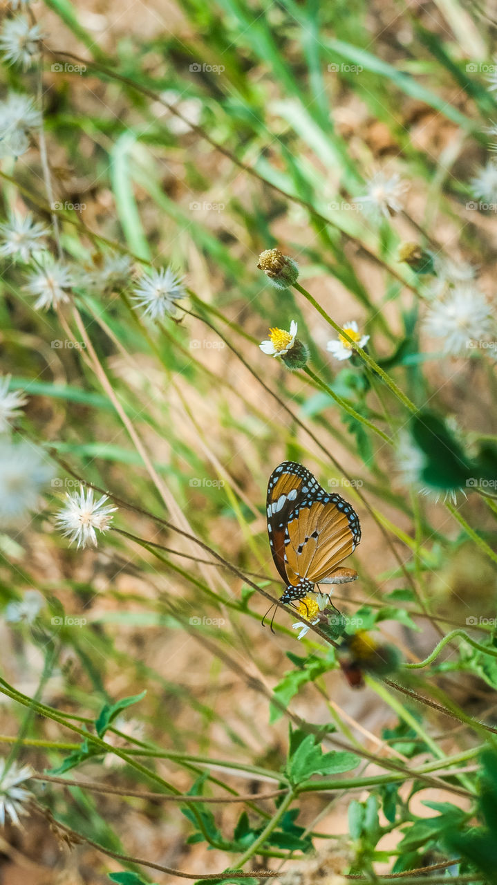 butterflies fly away 