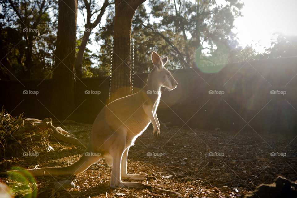 Australia's Kangaroo up close on a sunny afternoon in Taronga Zoo