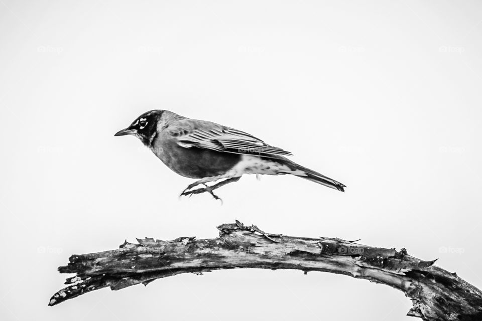 A Robin hops across the perch 