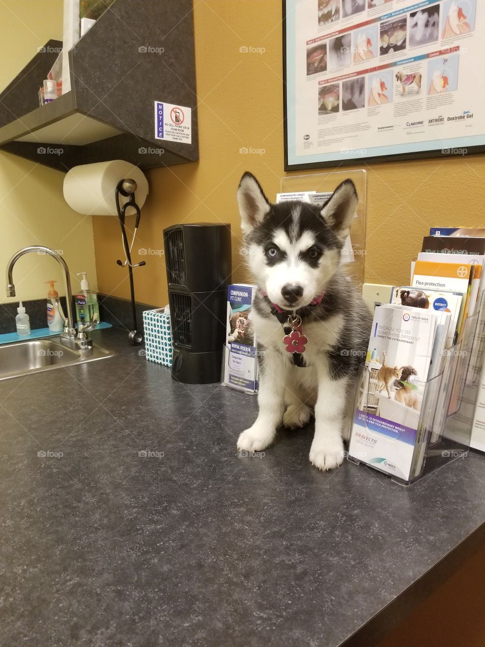 husky veterinary