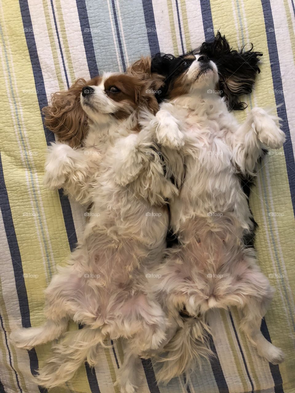 Pippa and lady Jane relaxing on the bed.  Life is pretty good. 