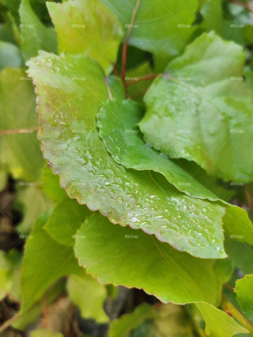 Morning dew on a green leaf in spring morning