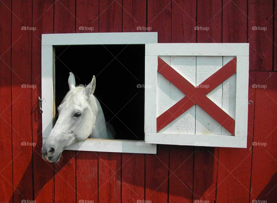 White Horse Looking Out of Red Barn