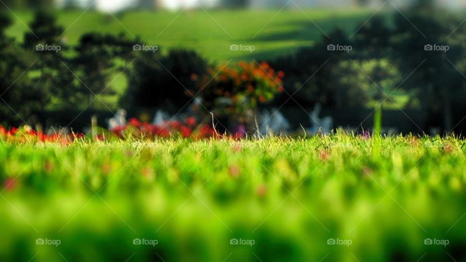lawn