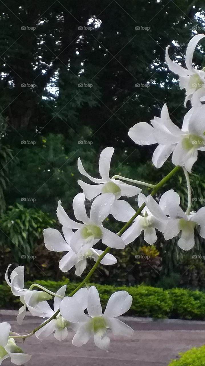 white orchids
